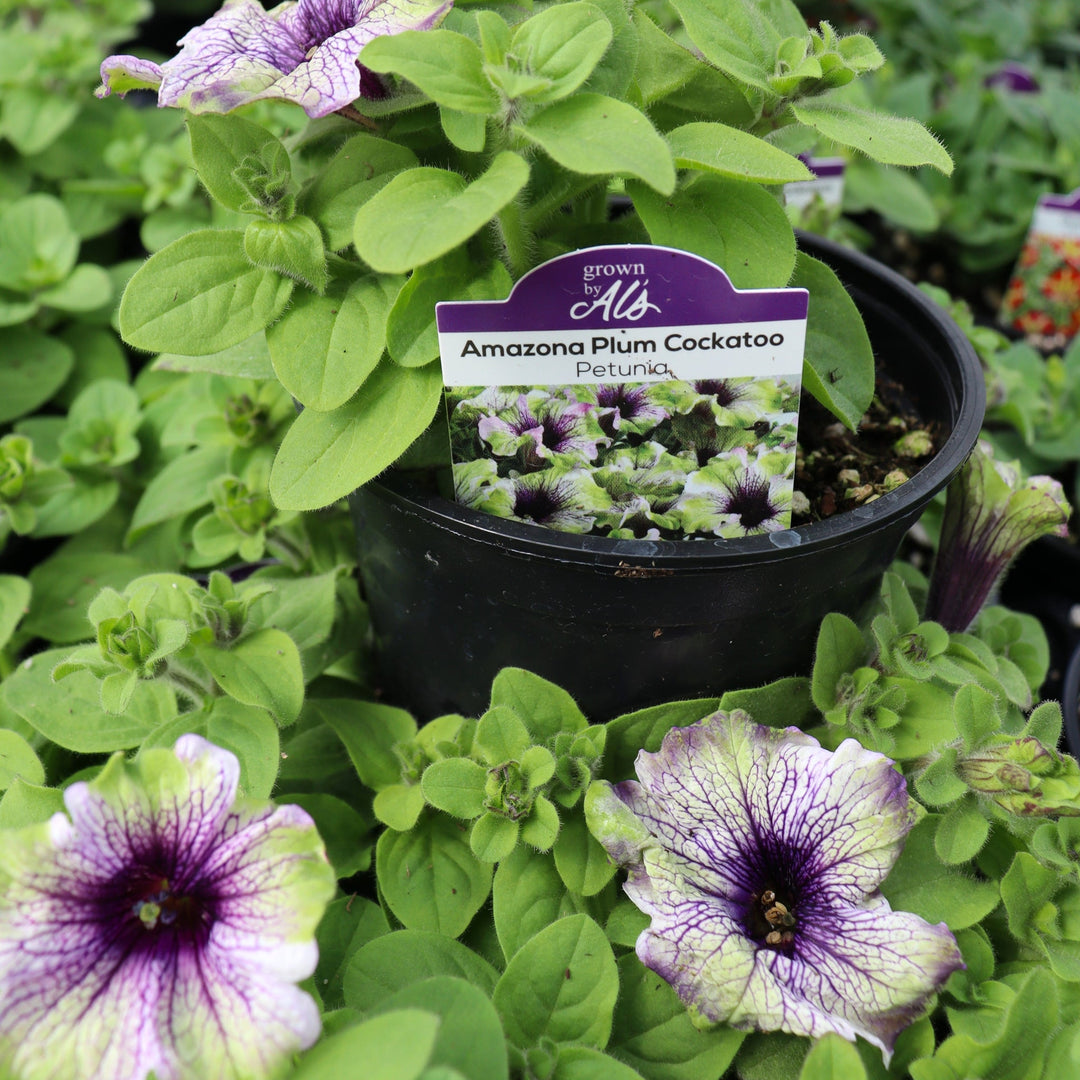Petunia x 'Amazona Plum Cockatoo' Premium Petunia, 4 Inch Annuals