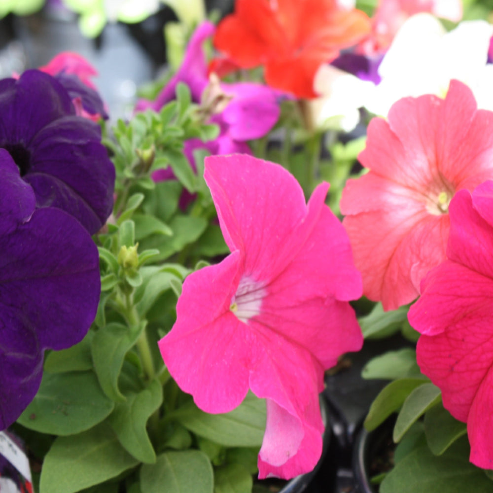 Petunia x 'Pretty Grand Mix' Seed Petunia, 1 Quart Annuals