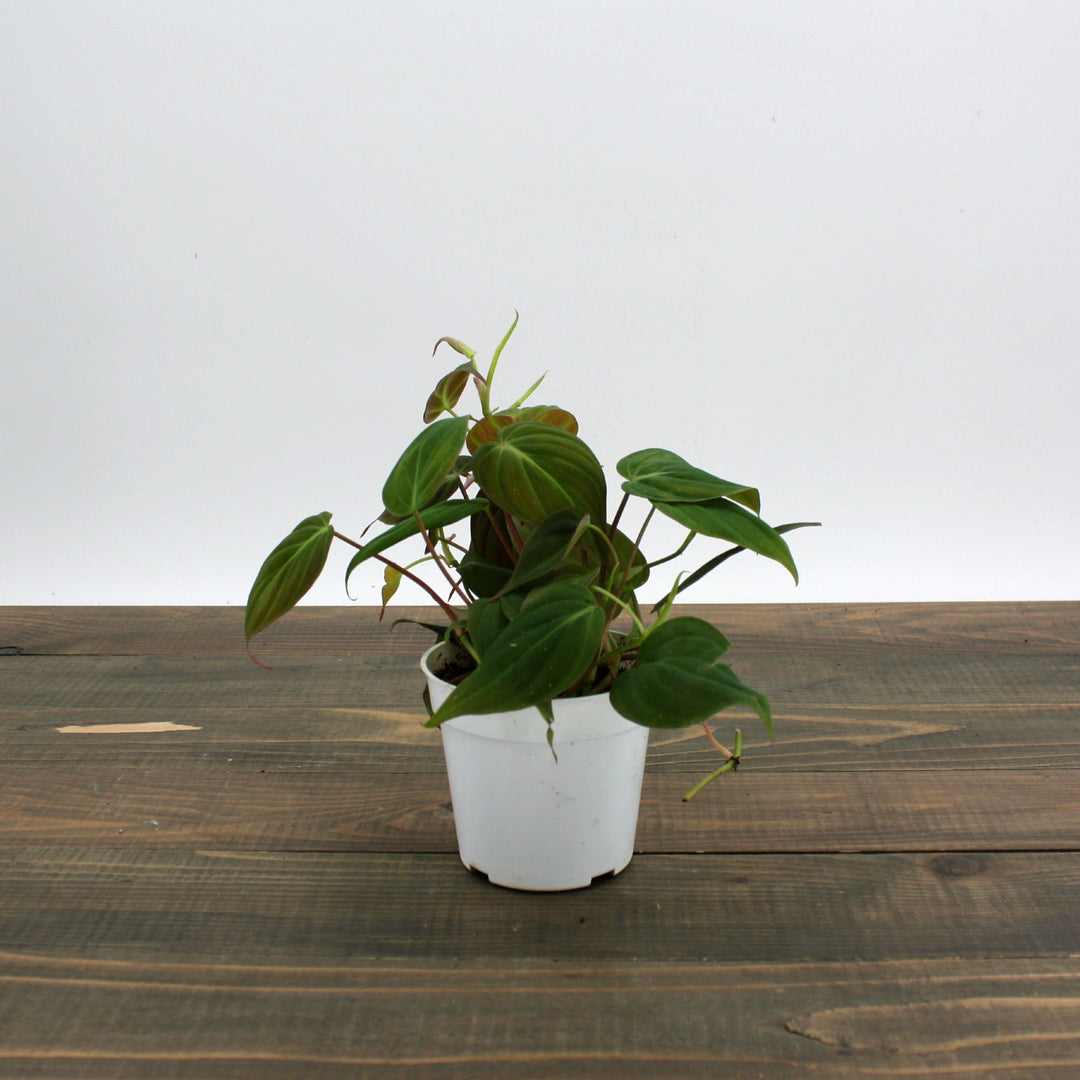 Philodendron hederaceum 'Micans' Heartleaf Philodendron, 4 Inch Houseplants