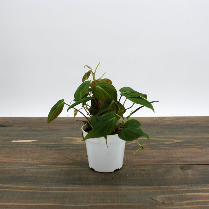 Philodendron hederaceum 'Micans' Heartleaf Philodendron, 4 Inch Houseplants