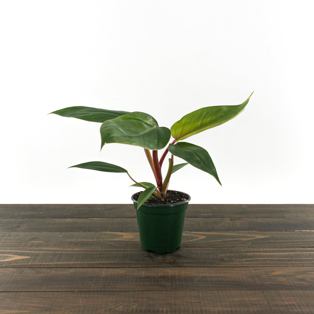Al's Garden & Home 'Red Emerald' Blushing Philodendron (Philodendron erubescens), 4 Inch houseplant