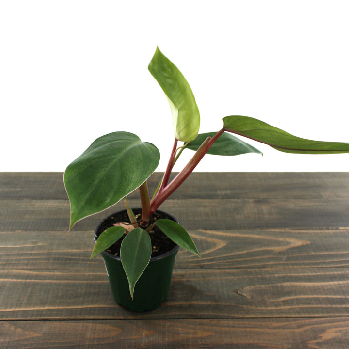 Philodendron erubescens 'Red Emerald' Philodendron, 4 Inch Houseplants