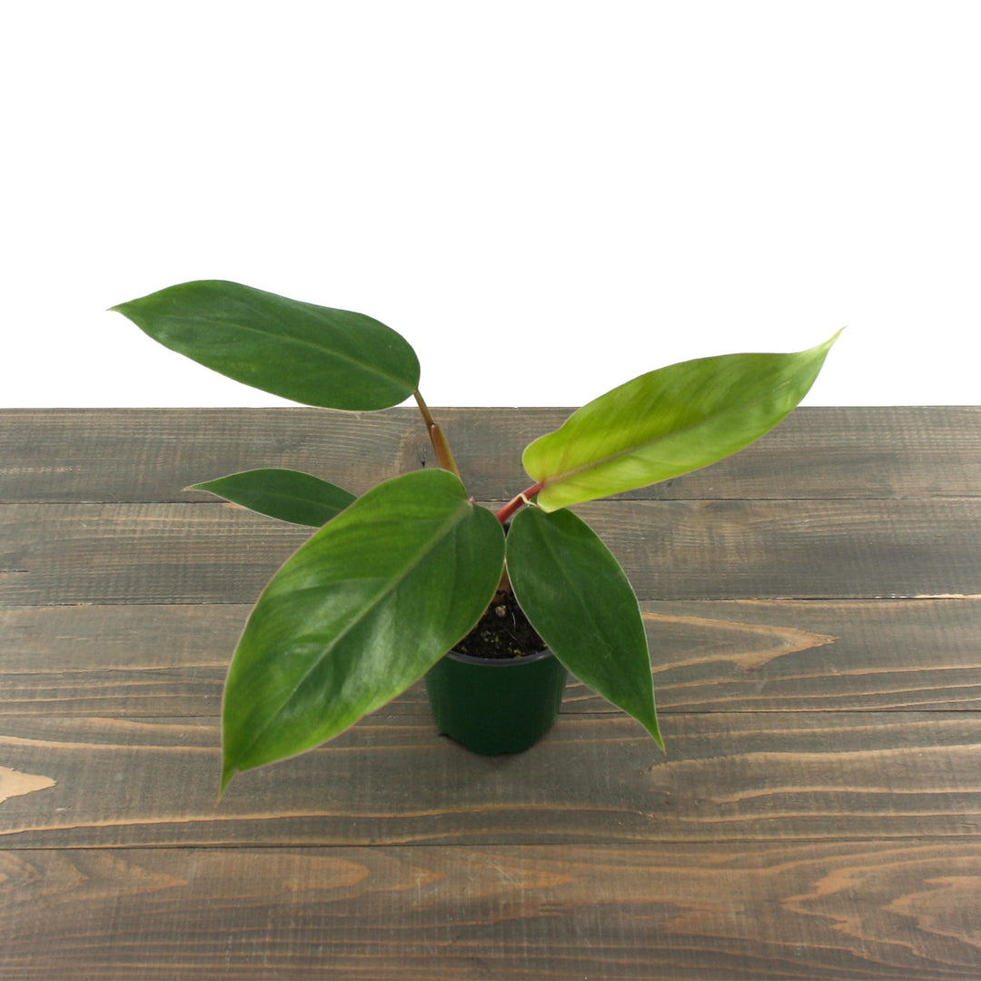 Philodendron erubescens 'Red Emerald' Philodendron, 4 Inch Houseplants