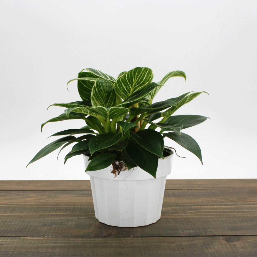 Philodendron x 'Birkin' Philodendron, 6 Inch Houseplants