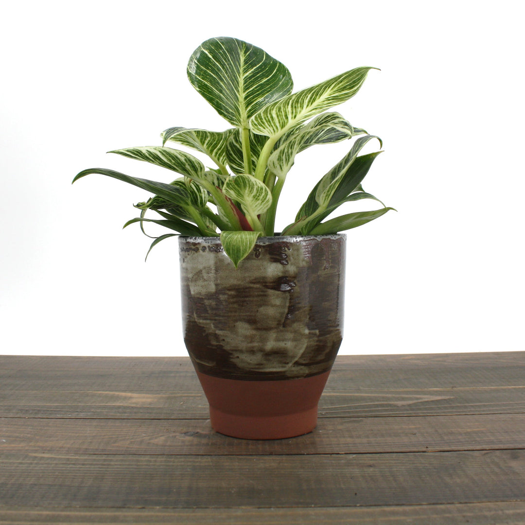 Philodendron x 'Birkin' Philodendron, 6 Inch Houseplants