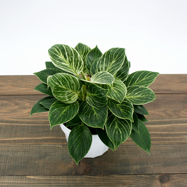 Philodendron x 'Birkin' Philodendron, 6 Inch Houseplants