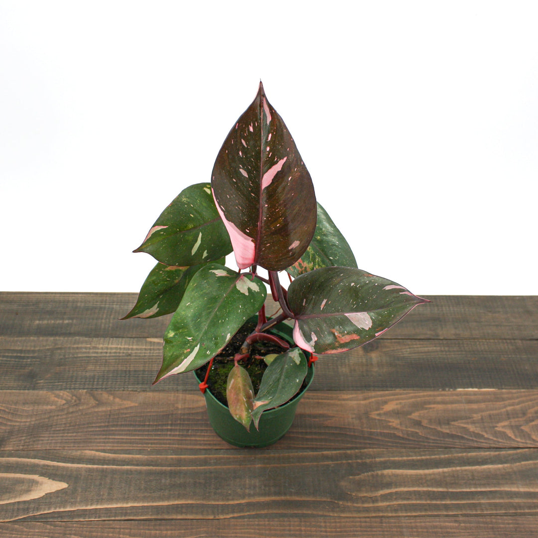 Philodendron erubescens 'Pink Princess' Philodendron, 6 Inch Houseplants