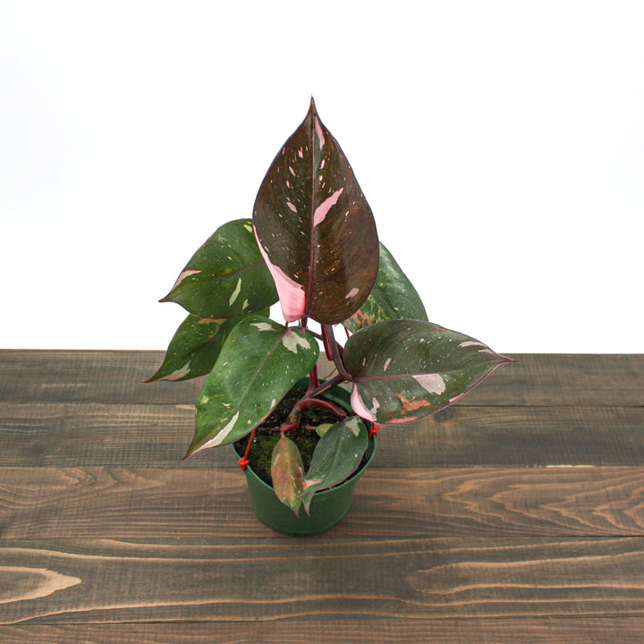 Philodendron erubescens 'Pink Princess' Philodendron, 6 Inch Houseplants