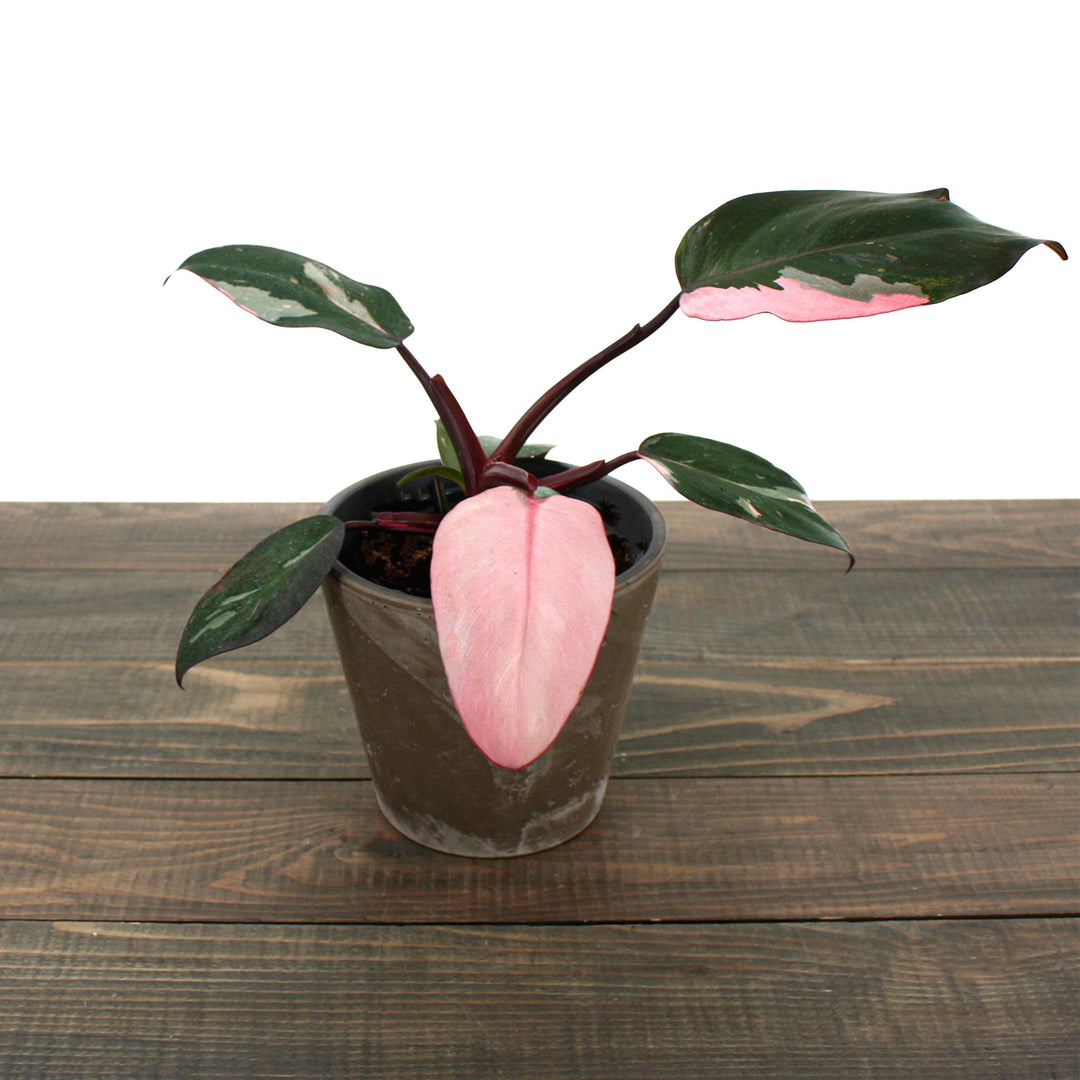 Philodendron erubescens 'Pink Princess' Philodendron, 4 Inch Houseplants