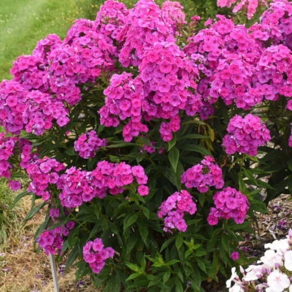 Phlox paniculata 'Material Girl' Garden Phlox, 1 Gallon Perennials