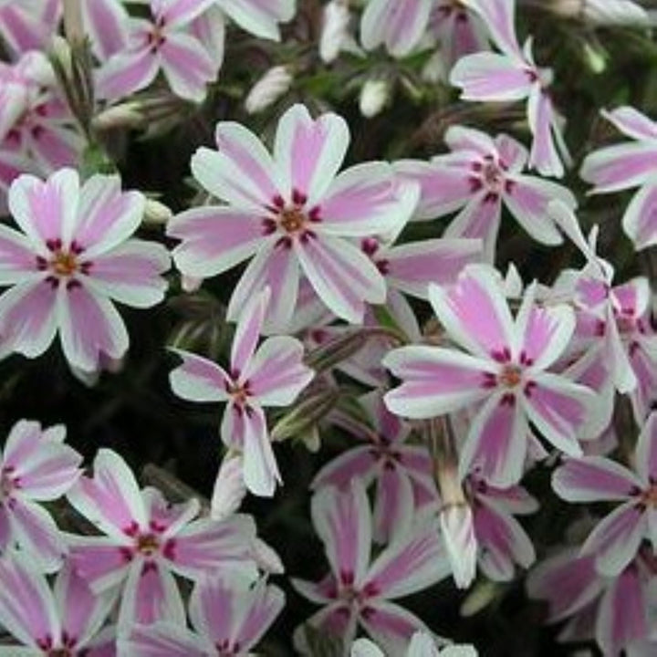 Phlox subulata 'Candy Stripe' Creeping Phlox, 1 Gallon Perennials