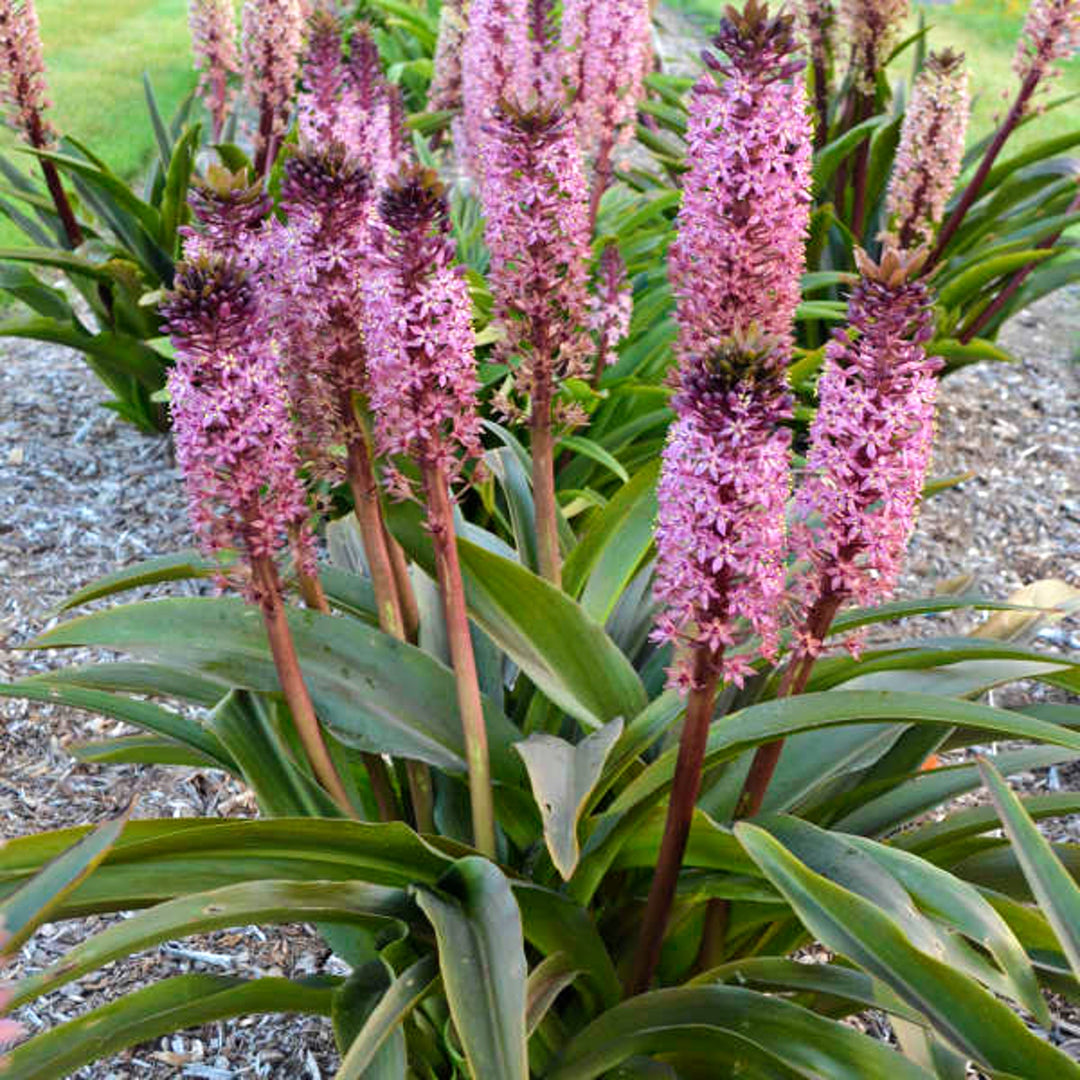 Eucomis x 'African Night' PP31155 Pineapple Lily, 1 Gallon Perennials