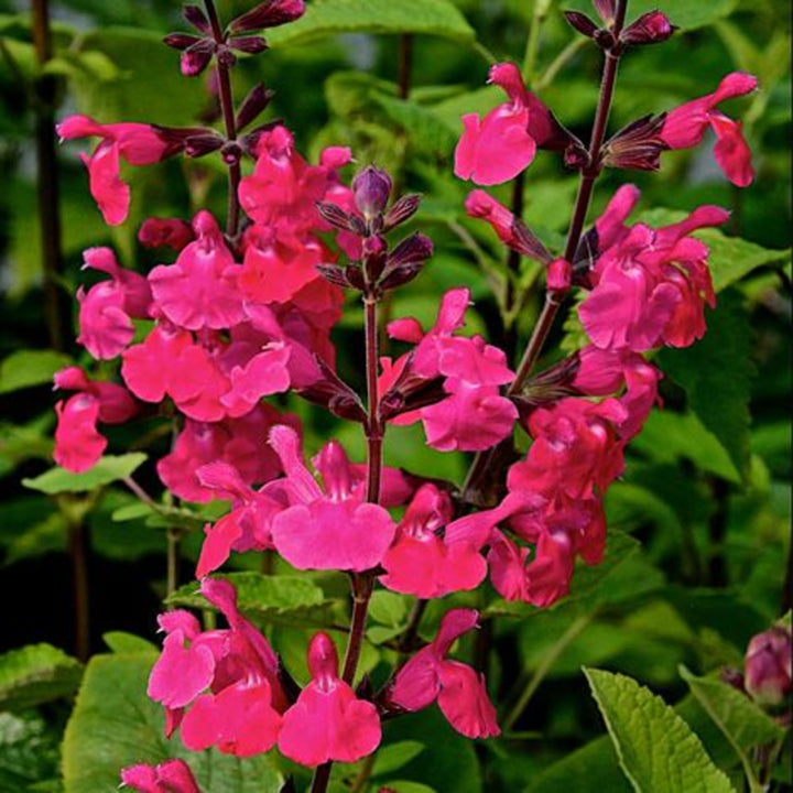 Salvia microphylla 'Ping Pong' Salvia, Perennial
