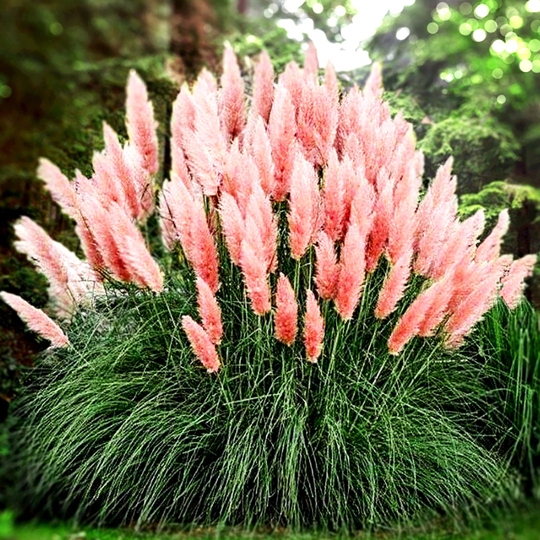 Cortaderia selloana 'Rosea' Pampas Grass, 2 Gallon Perennials