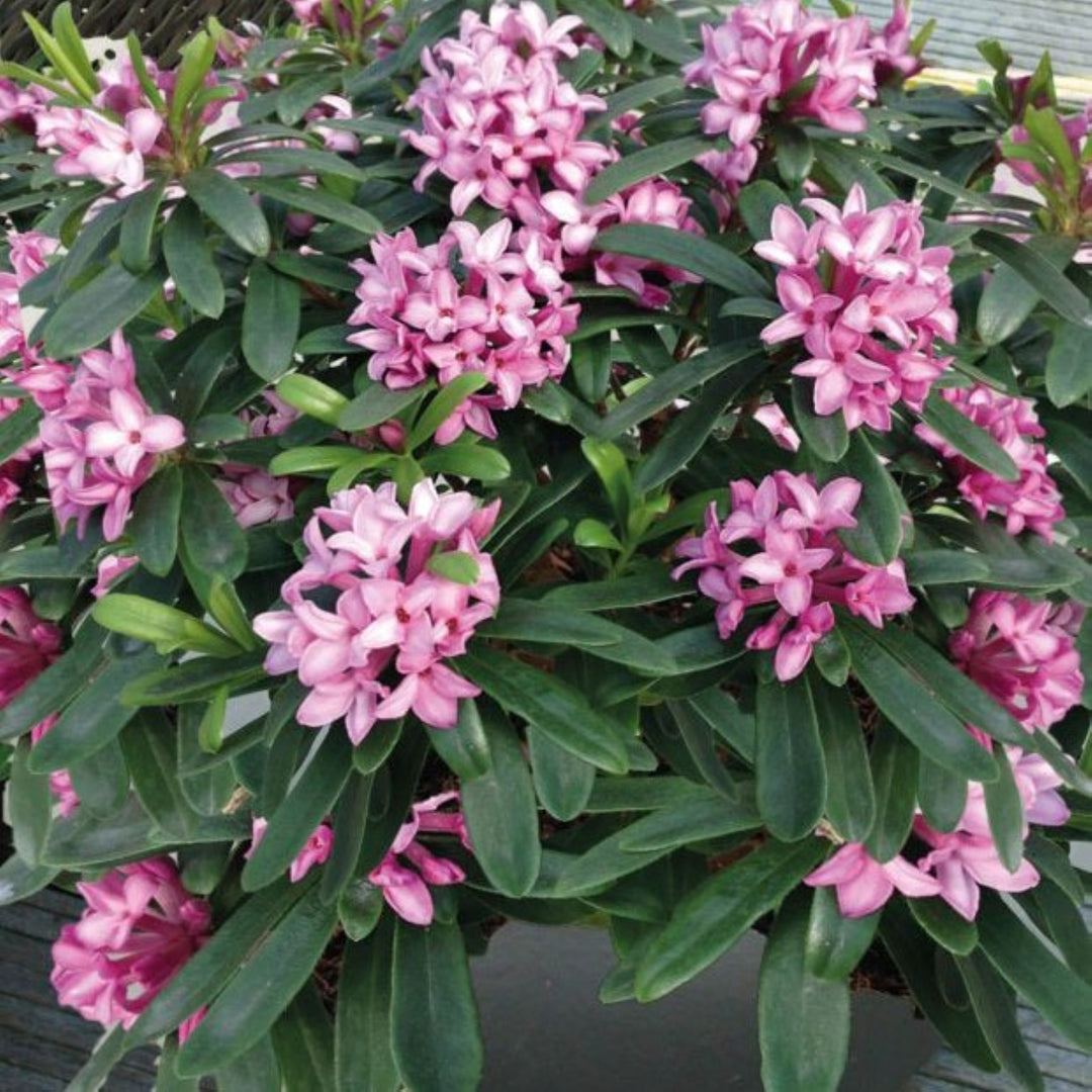 Daphne x transatlantica 'Pink Fragrance' Daphne, Shrub