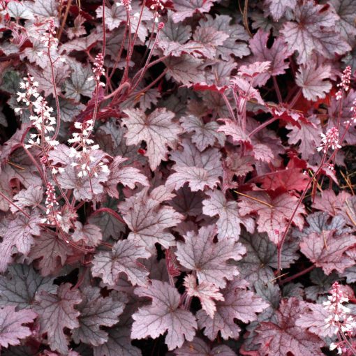 Heucherella 'Plum Cascade' PP28883 Plum Cascade™ Foamy Bells, Perennial
