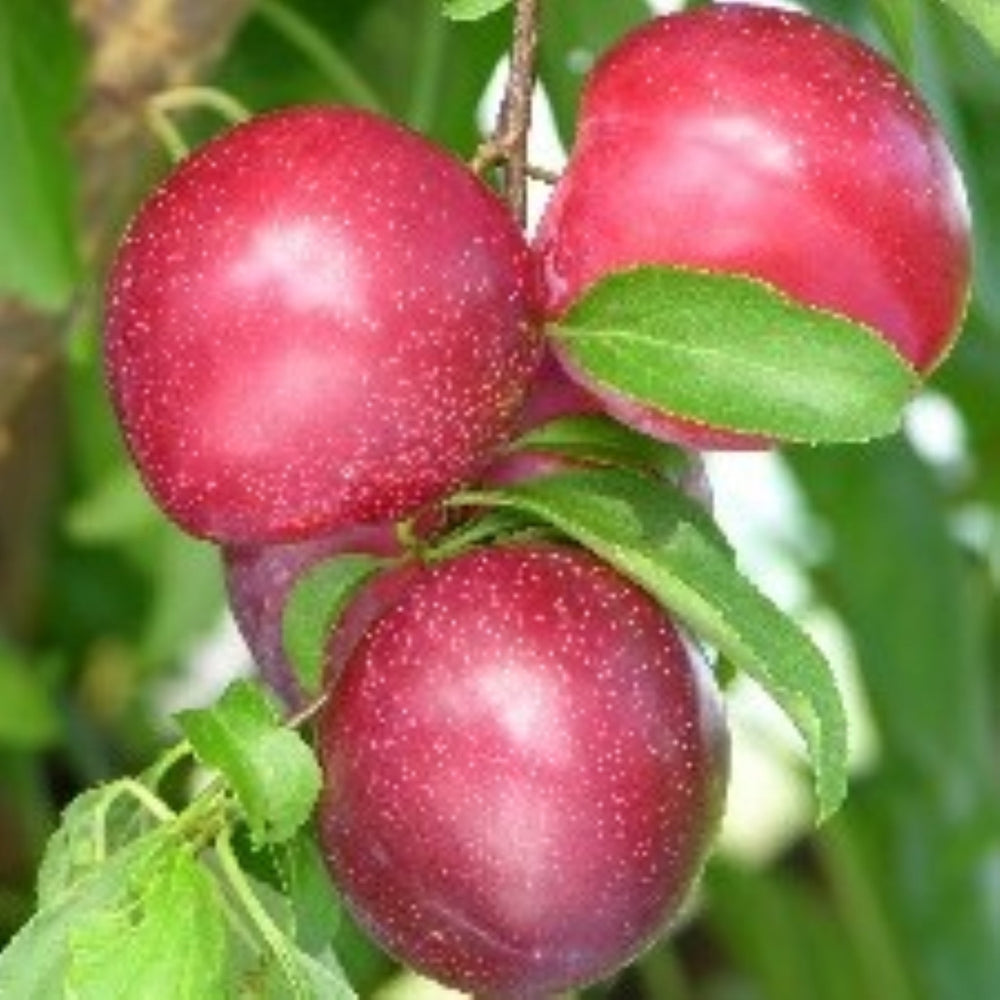 Prunus salicina 'Santa Rosa' Bare Root Plum Tree, Bare Root Trees