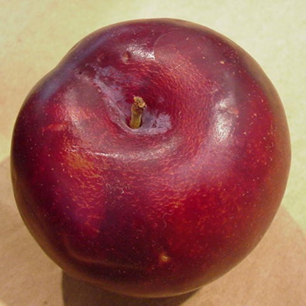 Prunus salicina 'Satsuma' Bare Root Plum Tree, Bare Root Trees