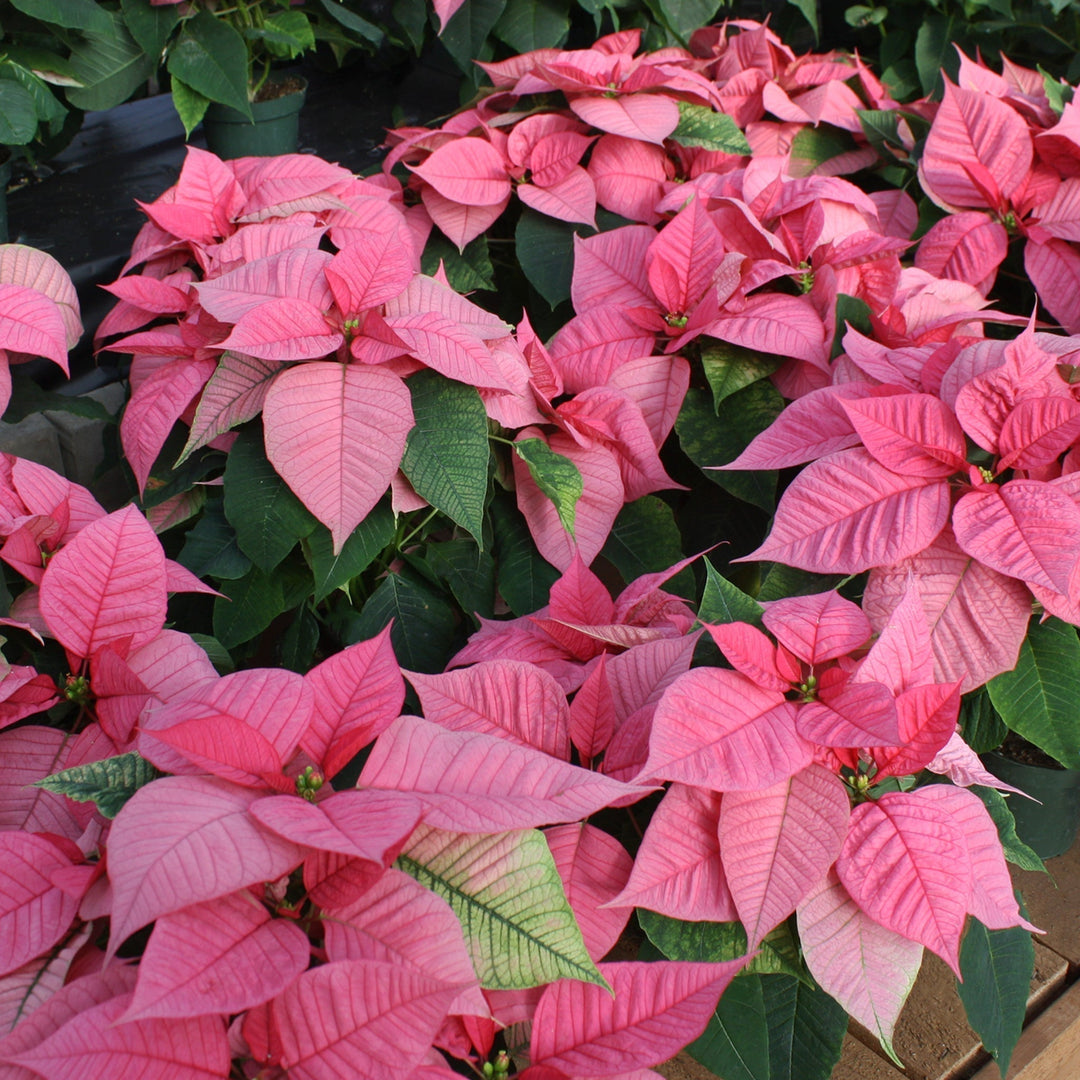 Euphorbia pulcherrima 'Christmas Glory Pink' Classic Poinsettia, 4 Inch Houseplants