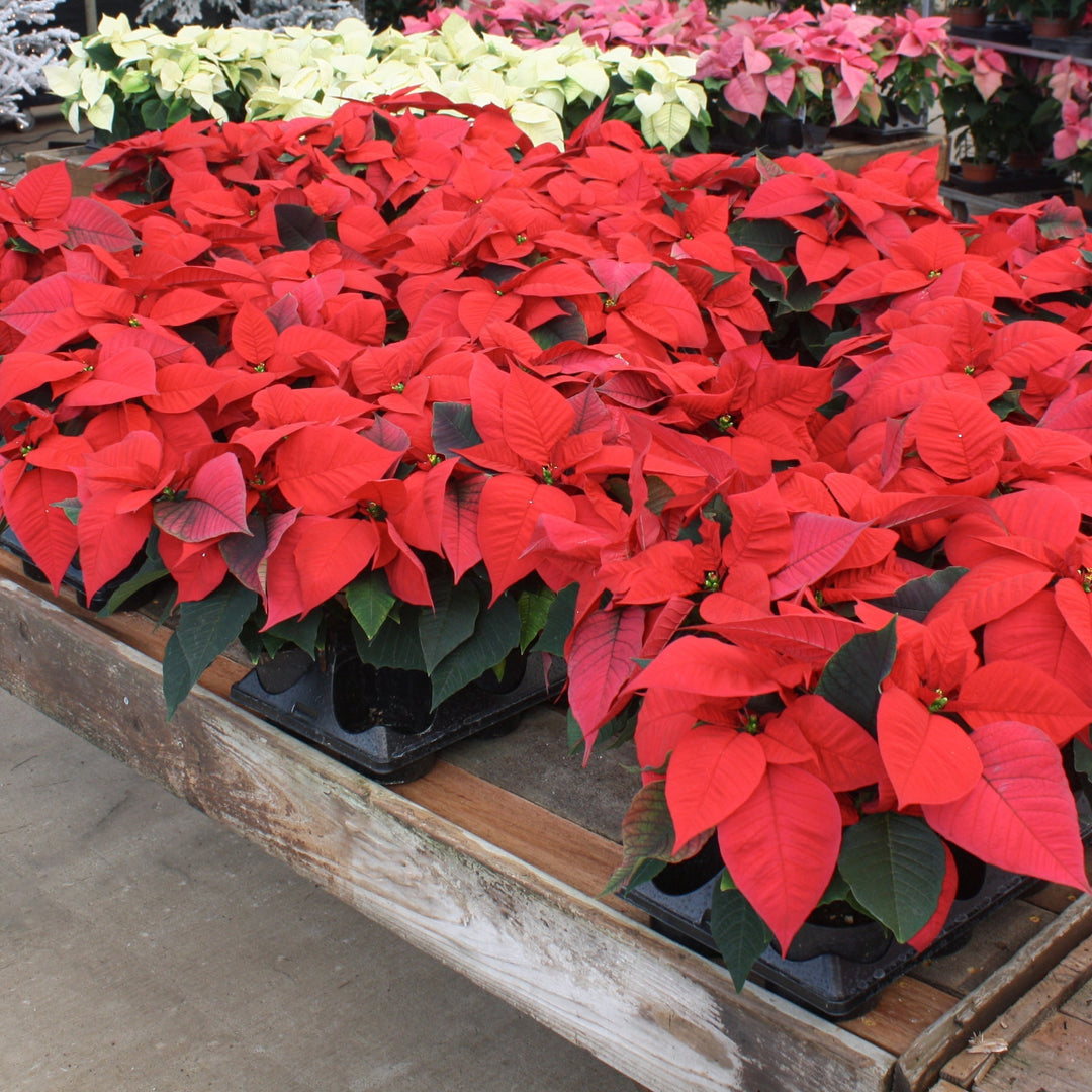 Euphorbia pulcherrima 'Christmas Glory Red' Poinsettia, 4 Inch Annuals