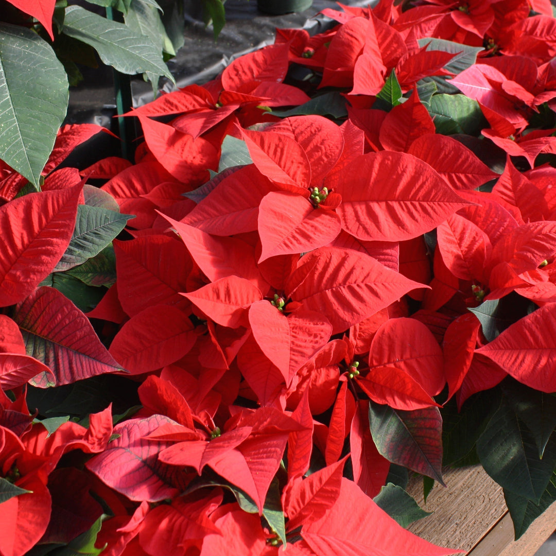 Euphorbia pulcherrima 'Christmas Glory Red' Classic Poinsettia, 4 Inch Houseplants