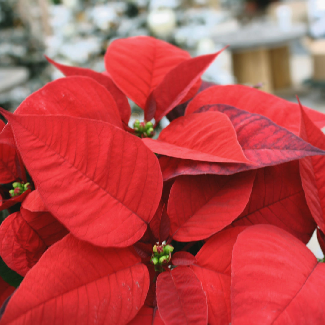Euphorbia pulcherrima 'Christmas Morning' Classic Poinsettia, 4 Inch Houseplants