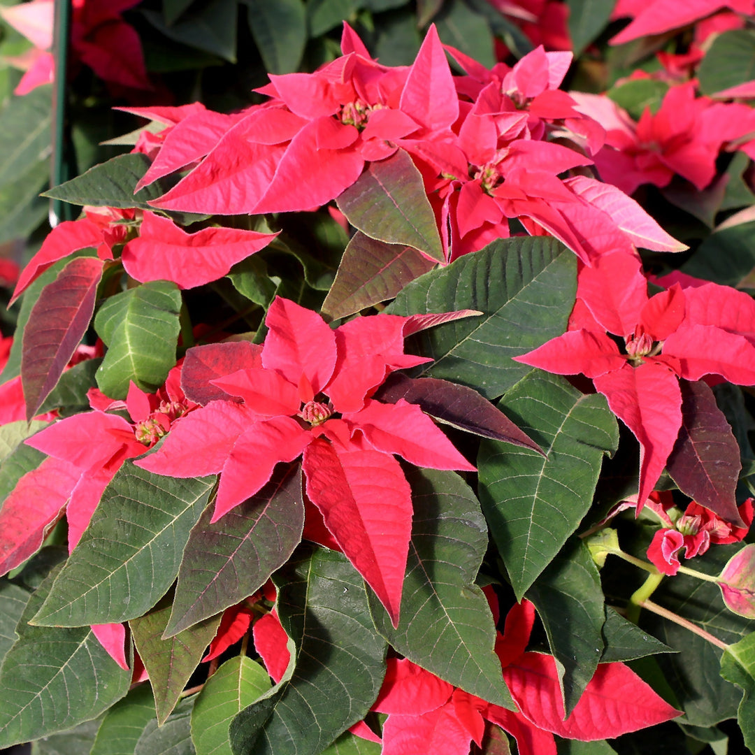 Euphorbia pulcherrima 'Princettia Dark Pink' Premium Poinsettia, 4 Inch Houseplants