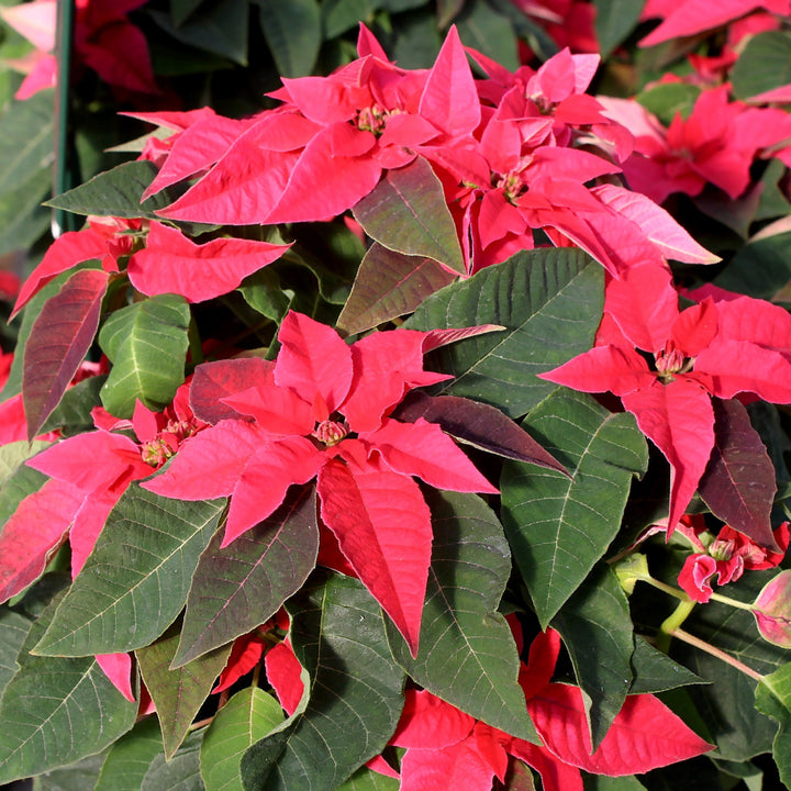 Euphorbia pulcherrima 'Princettia Dark Pink' Premium Poinsettia, 4 Inch Annuals