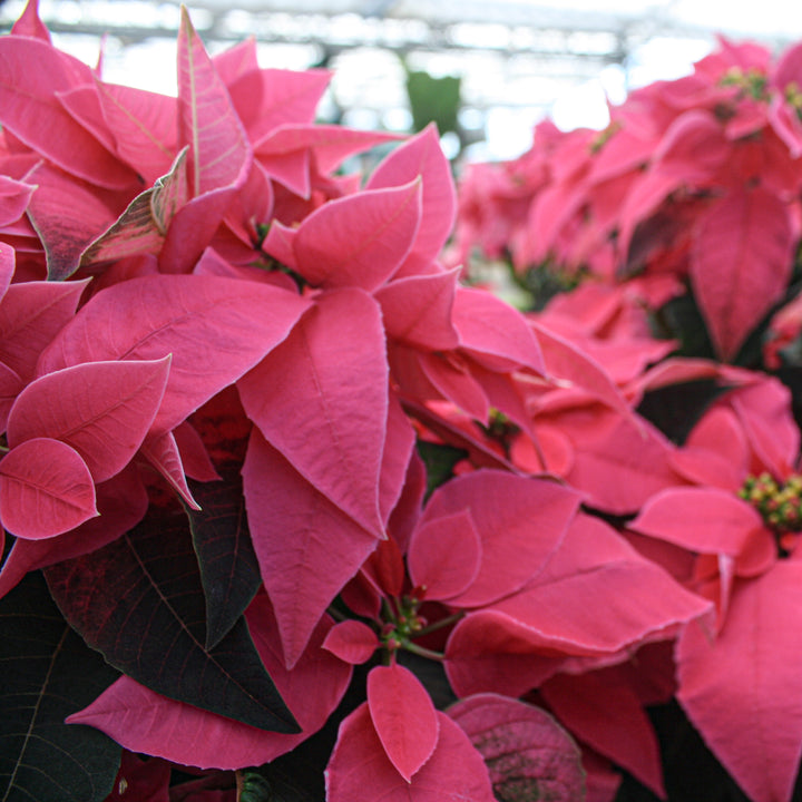 Poinsettia