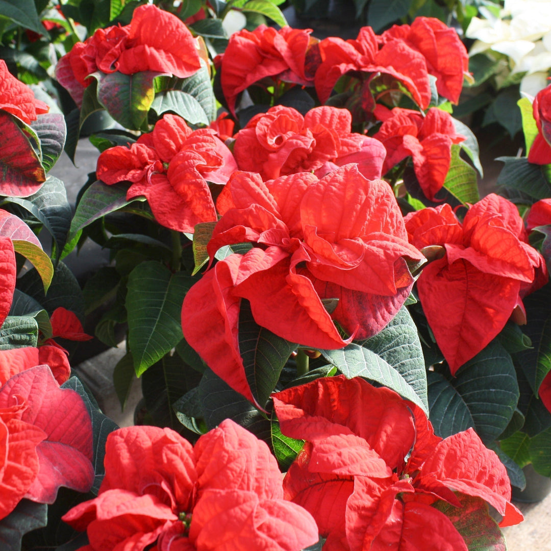 Euphorbia pulcherrima 'Valentine' Classic Poinsettia, 4 Inch Houseplants