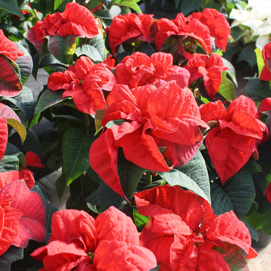 Euphorbia pulcherrima 'Valentine' Poinsettia, 4 Inch Annuals