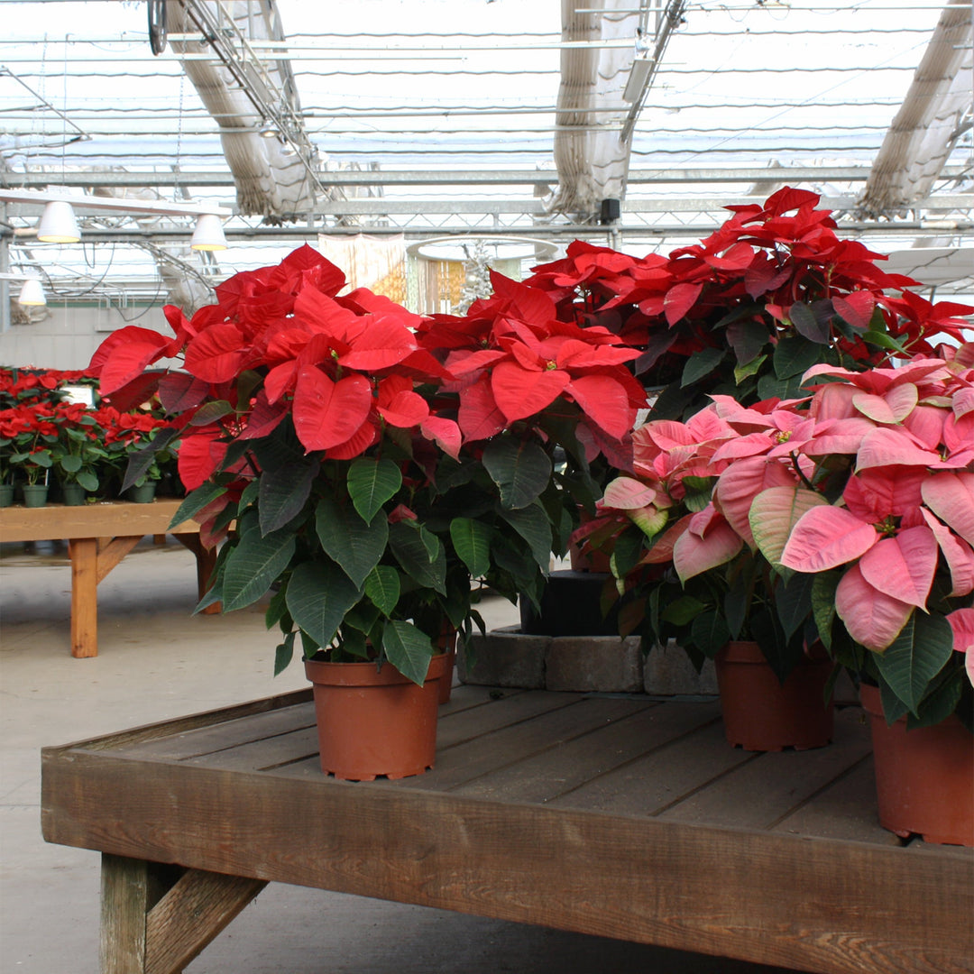 Euphorbia pulcherrima 'Christmas Aurora' Poinsettia, 8 Inch Annuals
