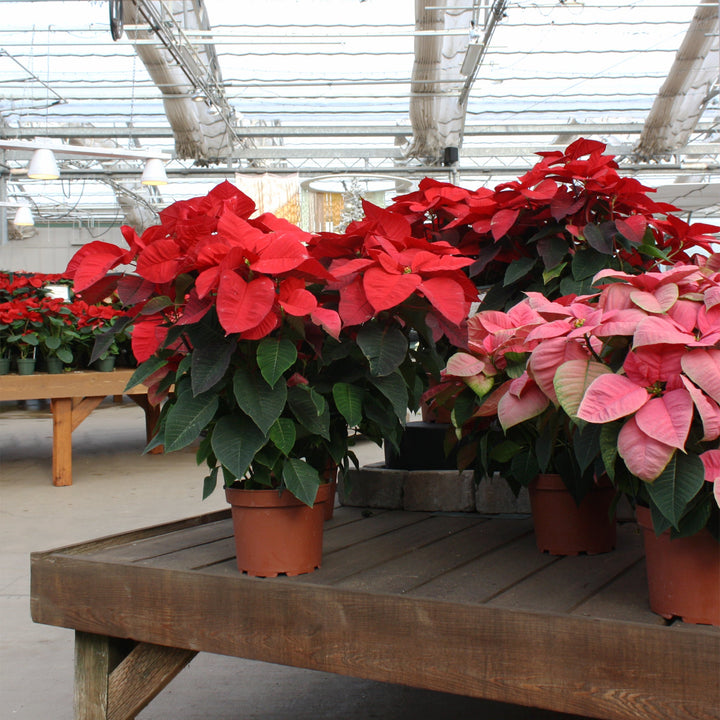 Euphorbia pulcherrima 'Christmas Aurora' Poinsettia, 8 Inch Annuals