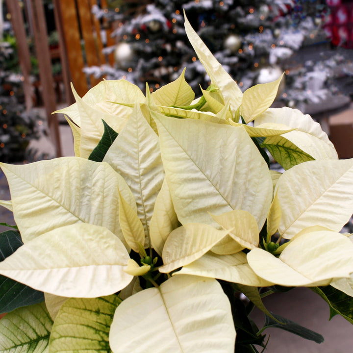 Euphorbia pulcherrima 'Christmas Glory White' Classic Poinsettia, 4 Inch Houseplants