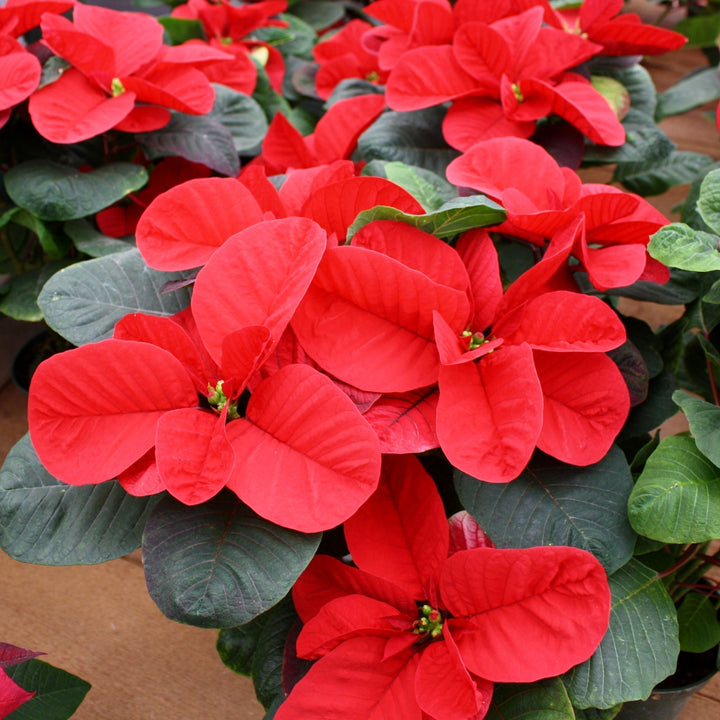 Euphorbia pulcherrima 'Christmas Mouse' Classic Poinsettia, 4 Inch Houseplants