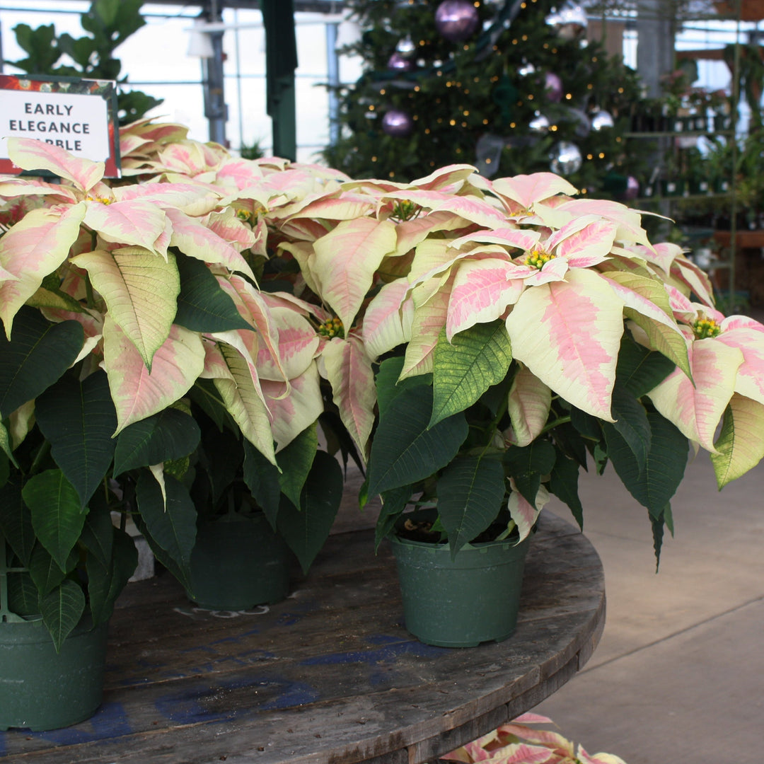 Euphorbia pulcherrima 'Early Elegance Marble' Classic Poinsettia, 6 Inch Houseplants
