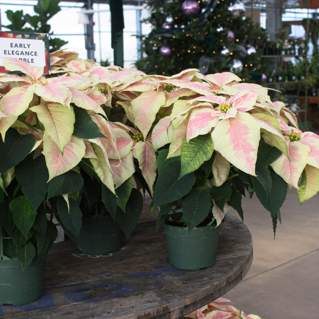 Euphorbia pulcherrima 'Early Elegance Marble' Poinsettia, 6 Inch Annuals