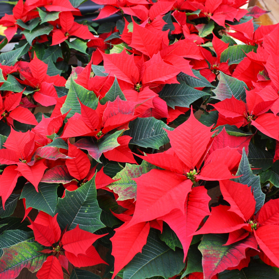 Euphorbia pulcherrima 'Holly Berry' Poinsettia, 4 Inch Annuals
