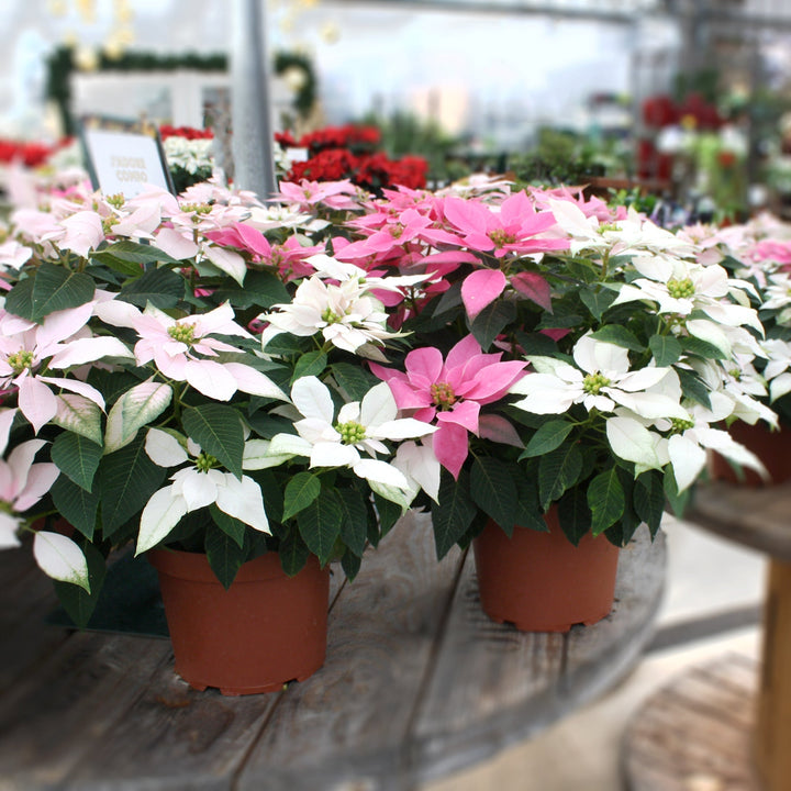 Euphorbia pulcherrima 'J'Adore Combo' Classic Poinsettia, 8 Inch Houseplants