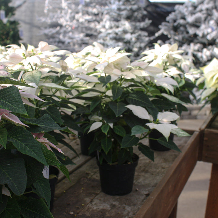 Euphorbia pulcherrima 'J'Adore White Pearl' Premium Poinsettia, 4 Inch Houseplants