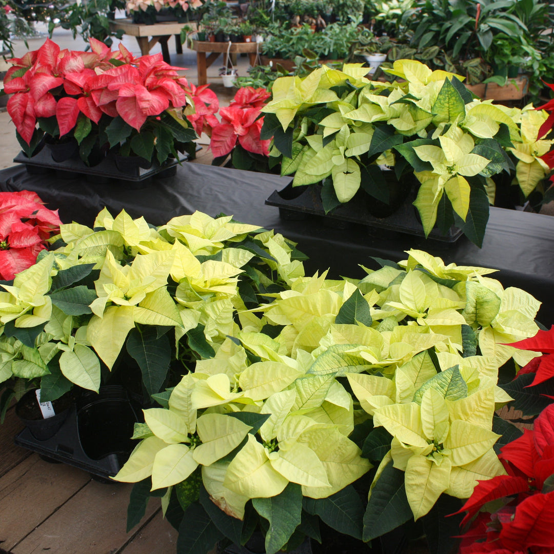 Euphorbia pulcherrima 'Lemon Glow' Premium Poinsettia, 4 Inch Annuals