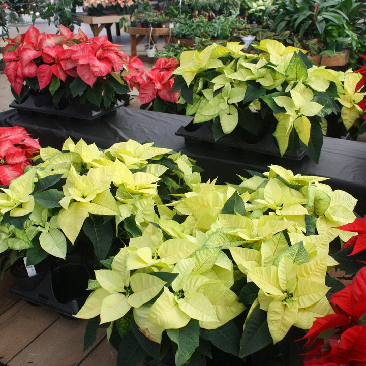 Euphorbia pulcherrima 'Lemon Glow' Premium Poinsettia, 4 Inch Houseplants