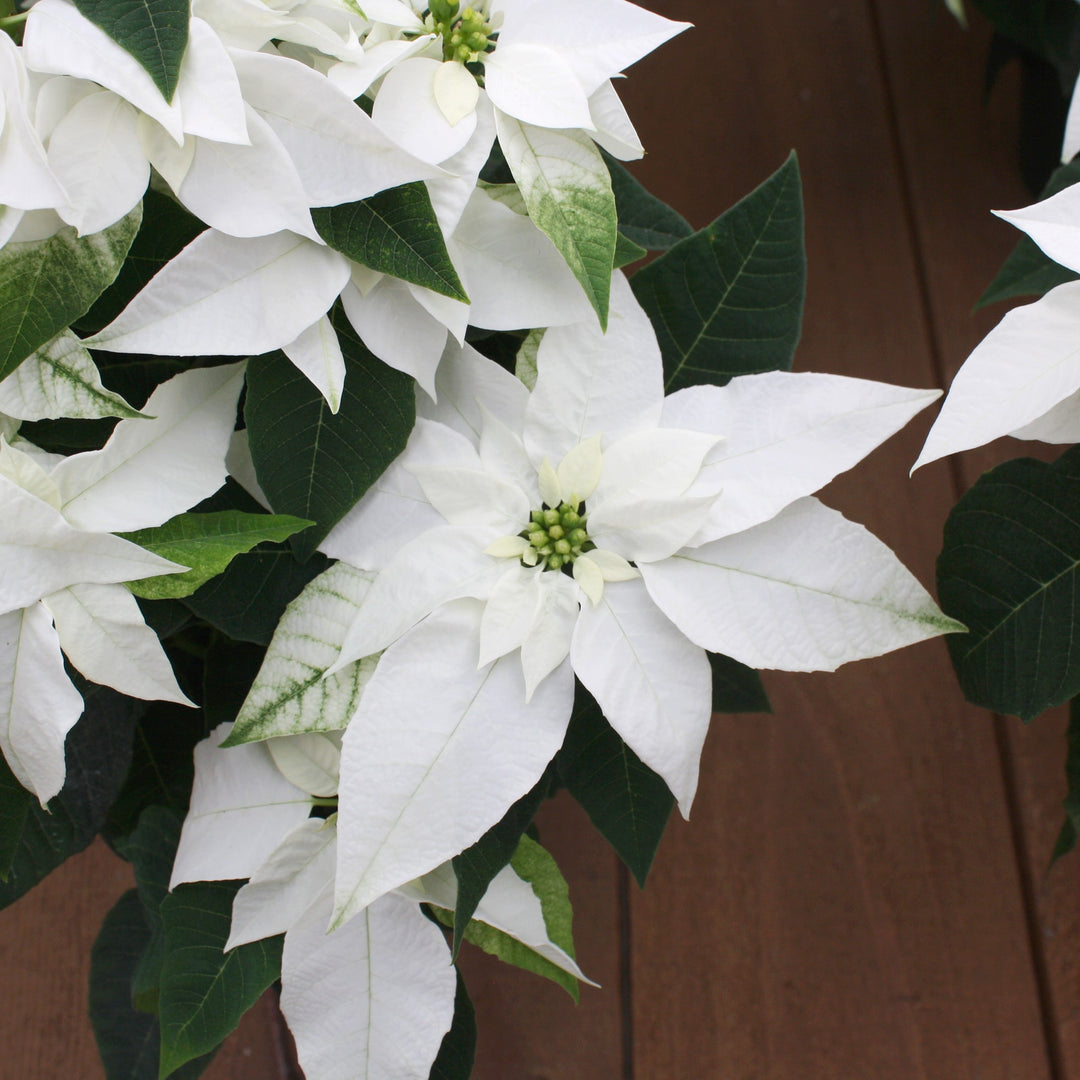 Euphorbia pulcherrima 'Princettia White' Premium Poinsettia, 4 Inch Houseplants