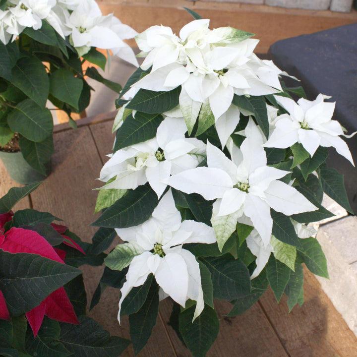 Euphorbia pulcherrima 'Princettia White' Premium Poinsettia, 6 Inch Annuals