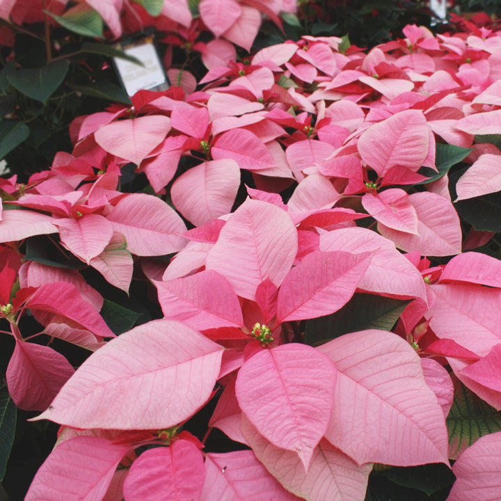 Euphorbia pulcherrima 'Christmas Feelings Pink' Poinsettia, 8 Inch Annuals
