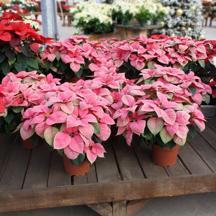 Euphorbia pulcherrima 'Christmas Feelings Pink' Poinsettia, 6 Inch Annuals