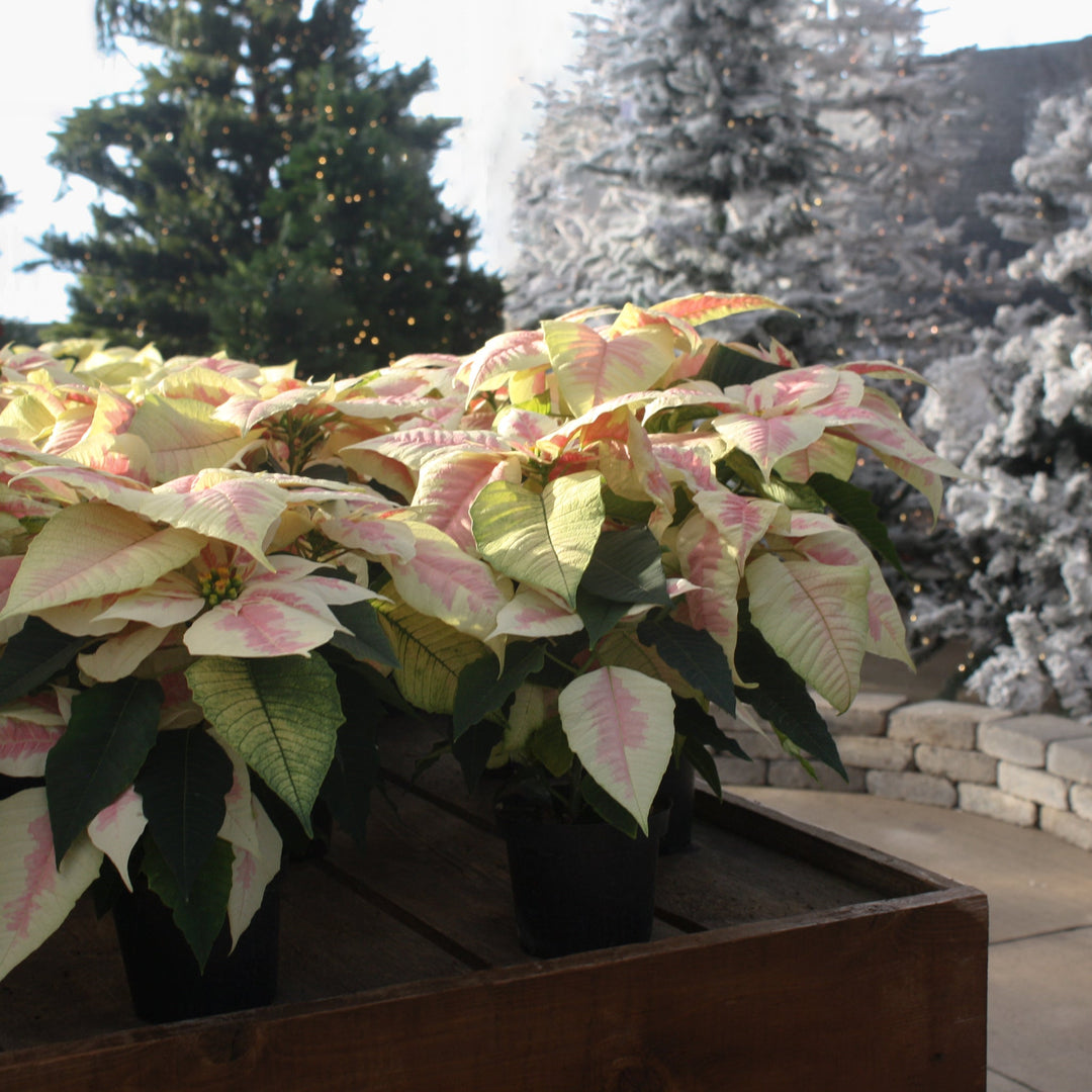 Euphorbia pulcherrima 'Early Elegance Marble' Poinsettia, 4 Inch Annuals