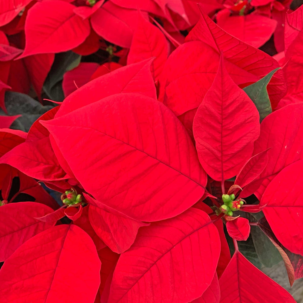 Euphorbia pulcherrima 'Christmas Candle' Classic Poinsettia, 10 Inch Houseplants