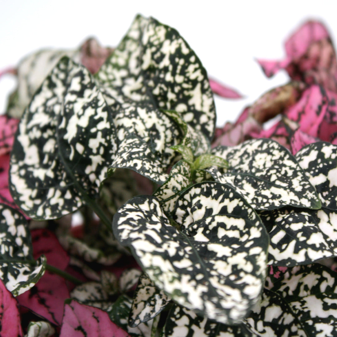 Hypoestes phyllostachya Polka Dot Plant, 2 Inch Houseplants