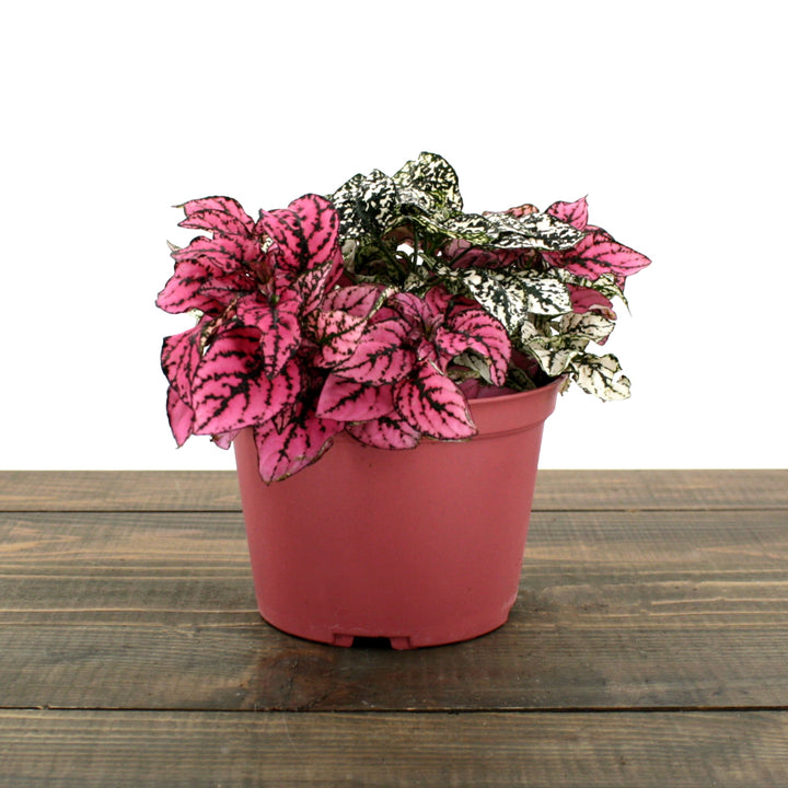 Hypoestes phyllostachya Polka Dot Plant, 6 Inch Houseplants